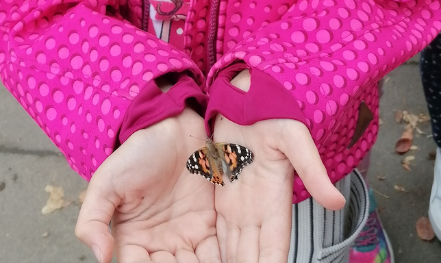 Schmetterlinge in der E-Stufe